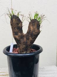 Image result for Xerophyta trichophylla