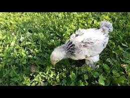 Brahma Light Horoz Mu Tavuk Mu Youtube In 2020 Light Brahma Brahma Animals
