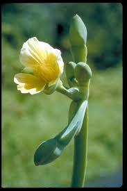 Image result for Alismataceae