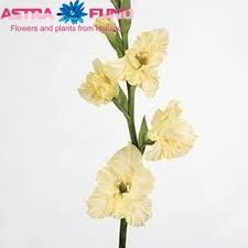 Image result for Gladiolus magnificus