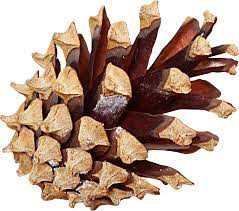 Pine Cone Png Image Pine Cones Cone Botanical Flowers