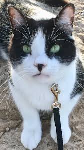 Louis Winthrop Iii Hayvanlar Kedi