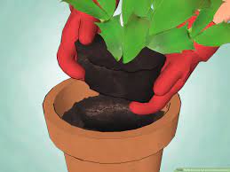 Christmas cacti, known as schlumbergera or zygocactus, blooms at christmas and also sometimes around easter if cared for properly. How To Care For A Christmas Cactus 14 Steps With Pictures