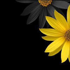 Yellow Ipad Hd Wallpapers Ilikewallpaper Tags:flowers, flower, nature, yellow, black, background. ilikewallpaper