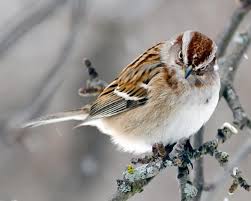 Grey Bird With White Stripes On Wings American Tree Sparrow Photo By Brent Eades