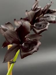 Image result for Rungia grandis