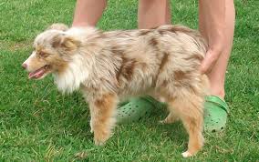 Our Female Toy Miniature Australian Shepherds Miniature Australian Shepherd Australian Shepherd Corgi