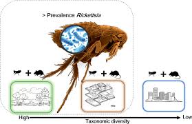 Image result for Rickettsiae