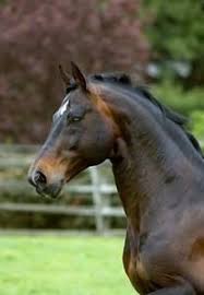 Paint Black And Brown Horse Rampal Another Legend Horses Bay Horse Pretty Horses
