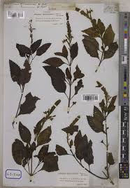 Image result for Chascanum