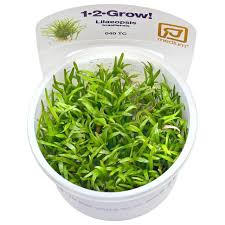 Species isistius brasiliensis cigar shark. Lilaeopsis Brasiliensis Aquasabi Aquascaping Shop