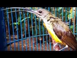 Bentuk paruh lovebird jantan dan betina (burungnya.com) bentuk paruh lovebird jantan lebih runcing atau mancung serta kecil, sementara bentuk paruh lovebird betina cenderung tumpul, melebar, dan besar. Suara Burung Pijantung Kolibri Jantung By Shandy Akm By Shandy Akm