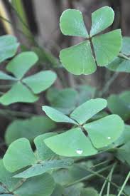 Image result for Marsilea vera