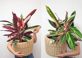 Image result for Ktenante Ctenanthe