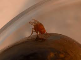 On Comprend Enfin Pourquoi La Drosophile Suzukii Pond Sur Des Fruits Murs Sciences Et Avenir