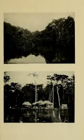 Image result for Elionurus platypus