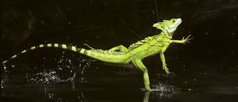 Check spelling or type a new query. Welcome The Basilisk Aka The Jesus Lizard Critter Science