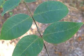 Image result for Senna occidentalis