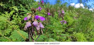 Image result for Tephrosia noctiflora