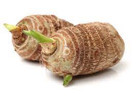 How to propagate turmeric and other medicinal roots atitlan organics. Growing Edible Taro In The Garden Tips On Harvesting Taro Roots