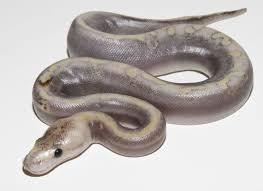 New Ghi Combo Ghi Ghost Champagne Ball Python Ball Python Morphs Snake