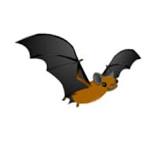Bats About Bats