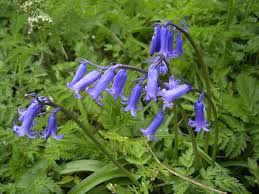 All Those Bell Shaped Flowers Dengarden