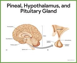 Endocrine System Anatomy And Physiology Nurseslabs