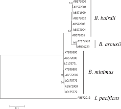 Berardius minimus differs from all of its congeners by having the following unique characters: Description Of A New Species Of Beaked Whale Berardius Found In The North Pacific Scientific Reports