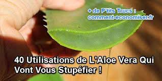L'aloe vera est une plante succulente star, depuis déjà plusieurs années. 40 Utilisations De L Aloe Vera Qui Vont Vous Stupefier