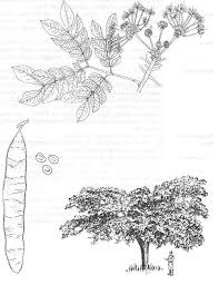 Image result for Albizia grandibracteata