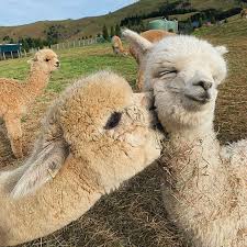Alpacas Love How Cute Are Them New Zealand Pic By Shamarra Alpacas Awesome Globepix Follow Awesome Globepi Cute Funny Animals Animals Cute Animals