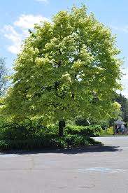 Image result for Vepris drummondii