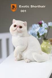 Exotic shorthair cat breed profile. Exotic Shorthair Cat White Machinegun