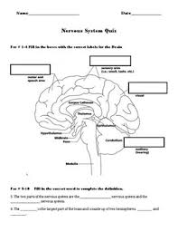 Merck & co., inc., ke. Nervous System Quiz By Ms Geiter S Stars Teachers Pay Teachers