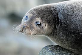 Pin By Leslie Watkins On Colors Of Scotland Animals Marine Mammals Mammals