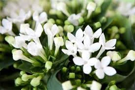 Image result for Bouvardia longiflora