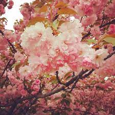 Cherry Blossoms In Dc I Can Just Smell The Sweetl Blossoms Pretty Places Top Vacation Destinations Cherry Blossom Dc