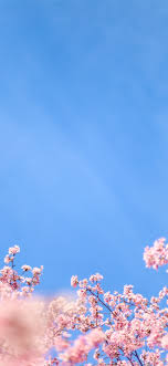 Claim your free 50gb now! White Cherry Blossom Under Blue Sky During Daytime Iphone X Wallpapers Free Download