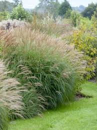 Miscanthus Sinensis Adagio Zwerg Chinaschilf Adagio Landschaftsbau Chinaschilf Und Gras