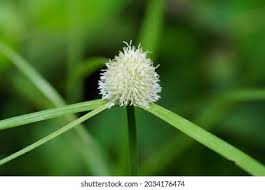 Image result for Kyllinga alba