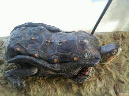 Turtle Faq S Central Mississippi Turtle Rescue