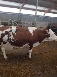 Pe okazii.ro cumperi online produse cu reducere si livrare gratuita din stoc. Vand 2 Vaci Montbeliard 3 Vaci Holstein Cu Pedigree