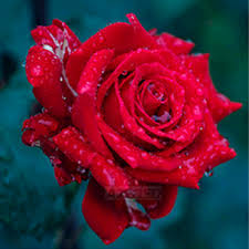 Beautiful flowers are the simplest way to express our feelings on someone. Red Rose Beautiful Flowers Photos