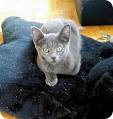 Rescue Me! Russian Blue Rescue - Home | Facebook