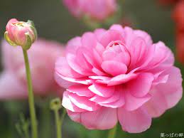 Ranunkulyus Poisk V Google Wallpaper Nature Flowers Ranunculus Flowers Flowers