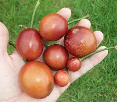 Image result for Capparis citrifolia