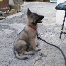 German shepherd puppies available in southern wisconsin, minnesota & northern illinois. Ia This A Sable Gsd German Shepherds Forum