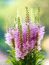 Image result for Physostegia