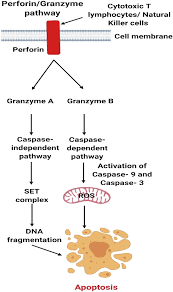 Figure 2 Cell Death Mechanisms In Eukaryotes Springerlink